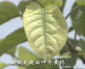 果树缺铁叶子发黄怎么补救,瓜果黄叶死叶怎么办