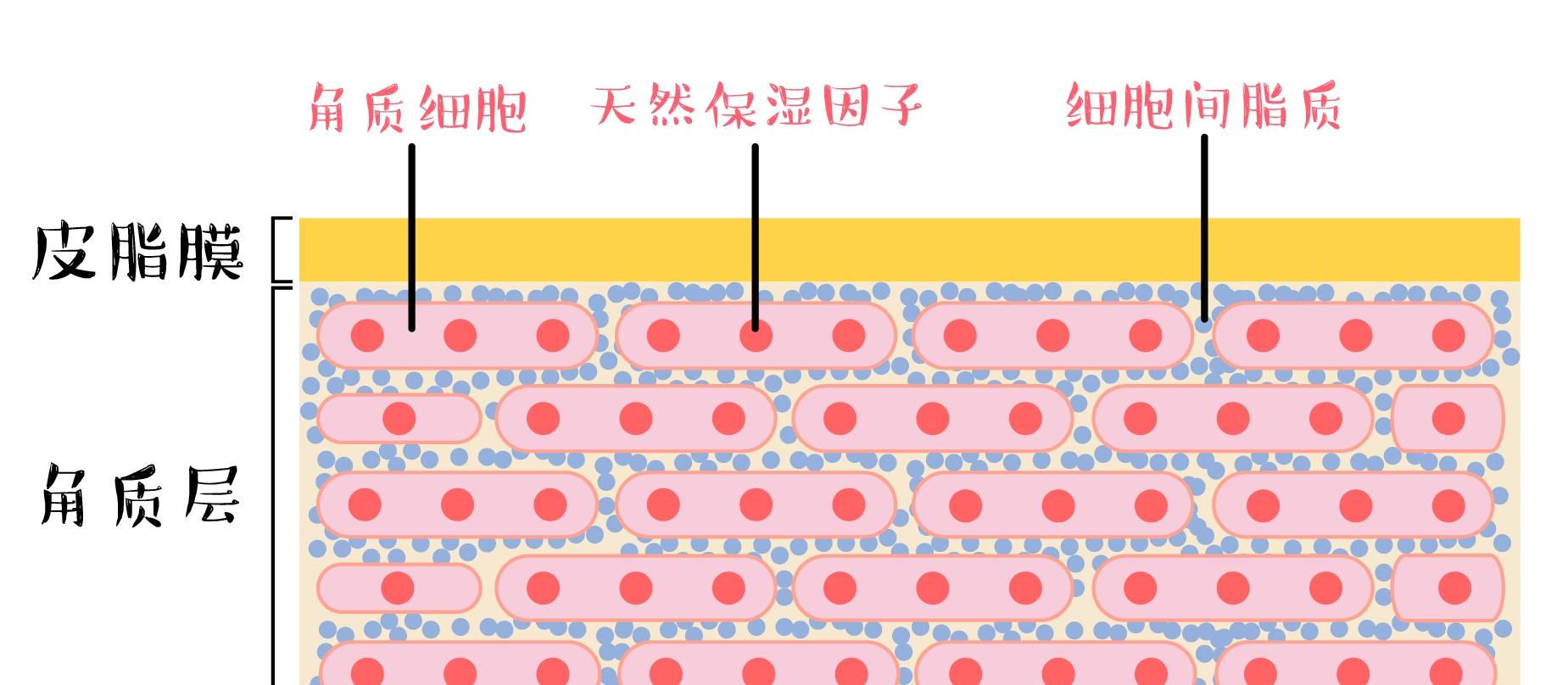 夏天油得要死冬天干得起皮,脸突然变得很油是不是缺水