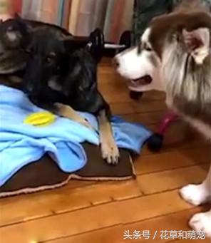 阿拉斯加犬非要给狼狗唱歌，狼狗一龇牙阿拉瞬间就老实了