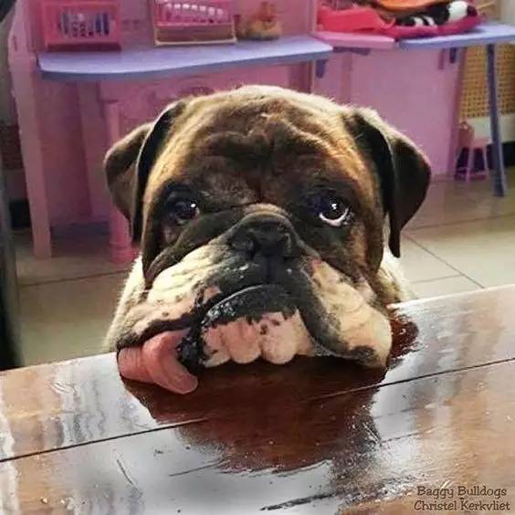 英国斗牛犬的饲养方法,英国斗牛犬的特点和性格特征