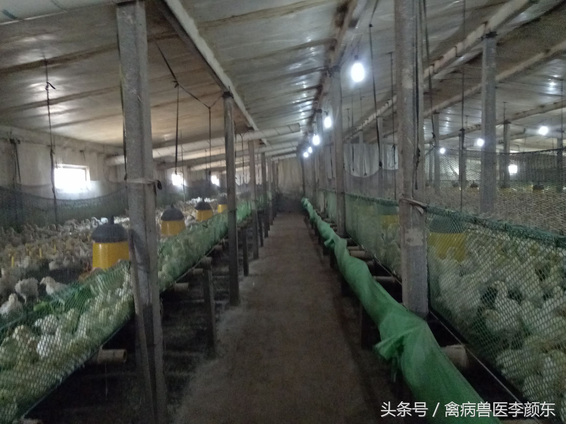 养鸡中暑良方大全,解决鸡中暑的最佳方法