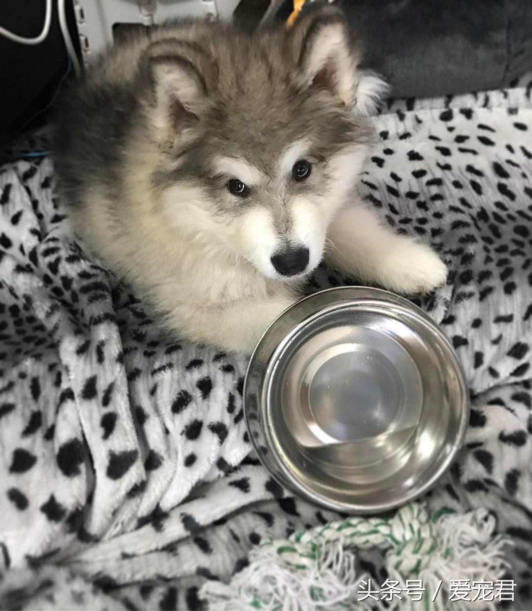 清除狗狗的老旧皮屑,狗狗爪子清理技巧