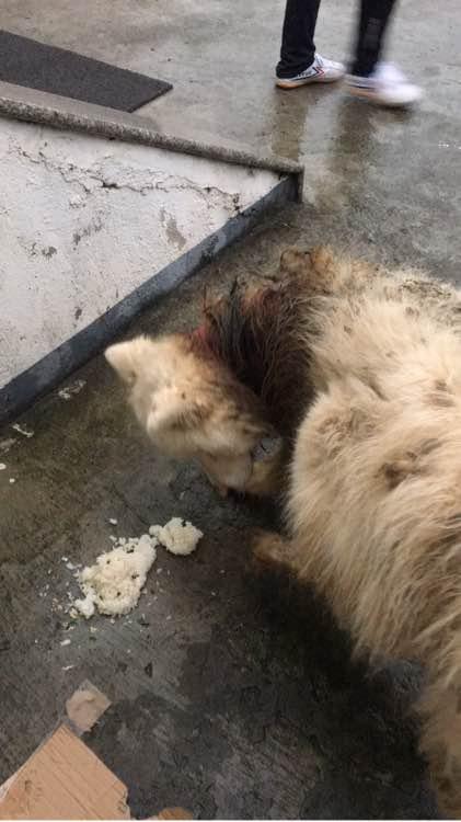 萨摩耶发出臭味，好心人二话不说直接给抱去了医院