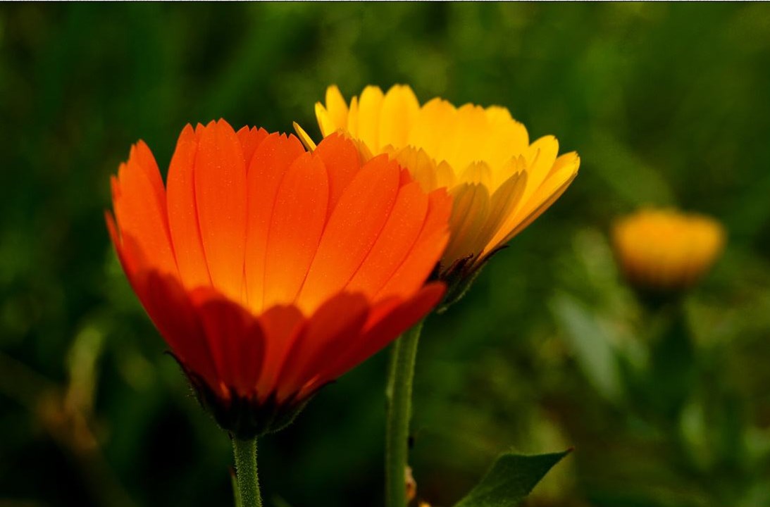 娜丽丝毛孔调理水,娜丽丝毛孔收敛水痘痘肌能用嘛