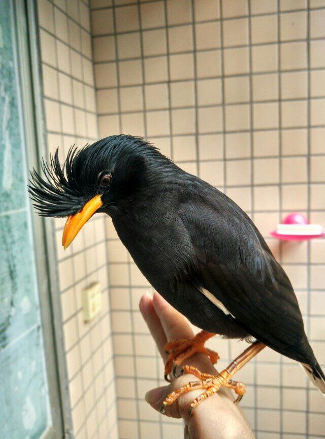 八哥学语的十个阶段,天下一场梦八哥跟主人说话