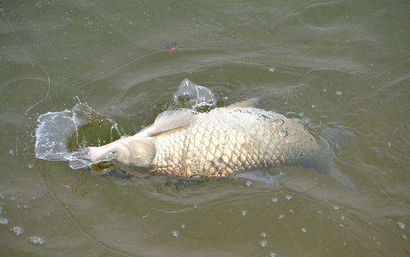 四海钓鱼饵料大讲堂,小河钓鱼为什么不吃饵料