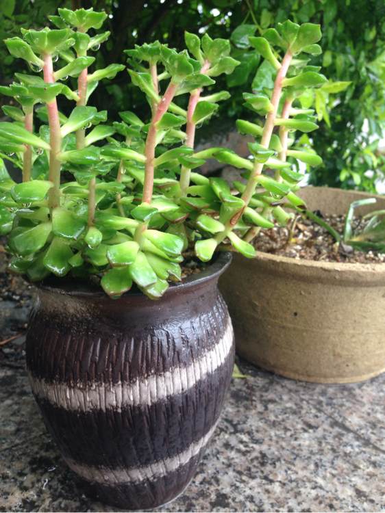 这些多肉“不老实”，冷不丁的就徒长，变成“大白菜”