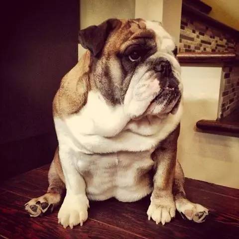 英国斗牛犬的饲养方法,英国斗牛犬的特点和性格特征