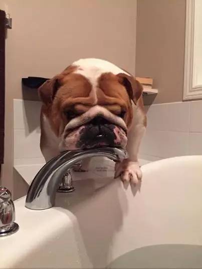 英国斗牛犬的饲养方法,英国斗牛犬的特点和性格特征