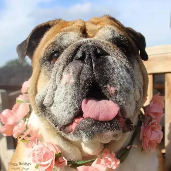 英国斗牛犬的饲养方法,英国斗牛犬的特点和性格特征