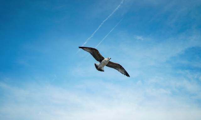 伊比利亚半岛歌,半岛的恋之歌伊比利亚