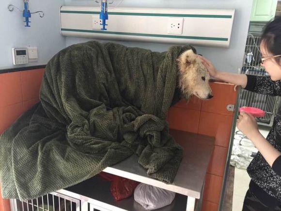 萨摩耶发出臭味，好心人二话不说直接给抱去了医院