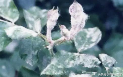 一招轻松搞定蚜虫介壳虫白粉病,蚜虫白粉虱用什么药