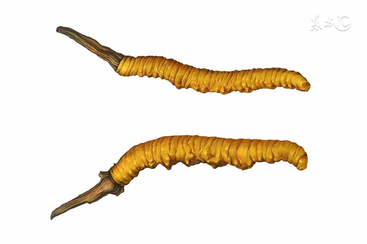 冬虫夏草的真实历程,冬虫夏草深度解析