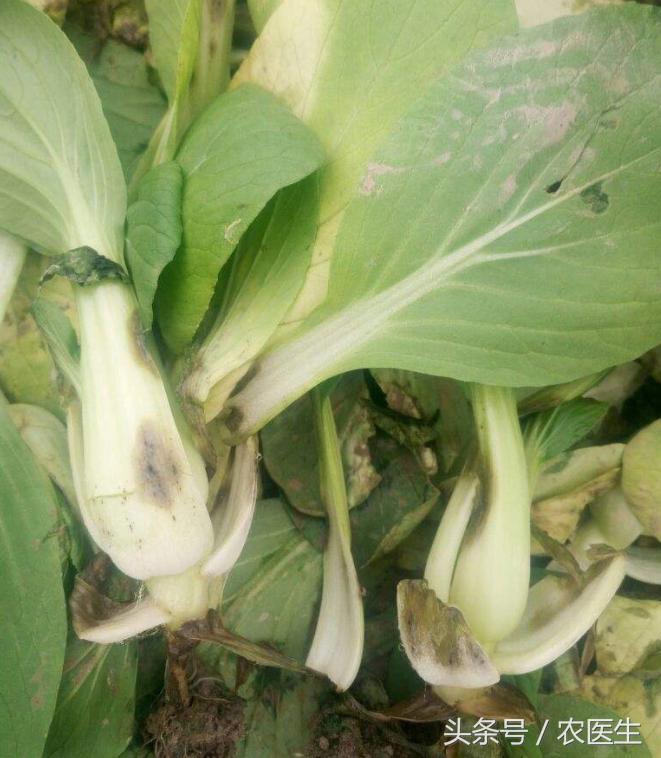 青菜软腐病用什么药,青菜软腐病防治方法