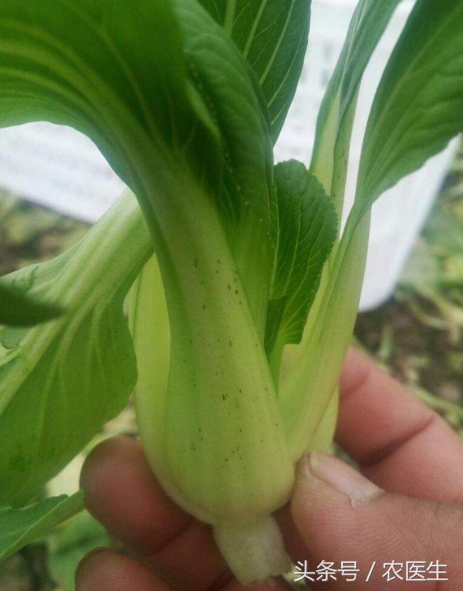 青菜软腐病用什么药,青菜软腐病防治方法