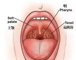 十岁儿童扁桃体肿大推拿能治疗吗,小儿扁桃体肿大用中药怎么调理
