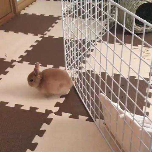 兔子逃脱猎狗成功视频,兔子逃脱了怎么办