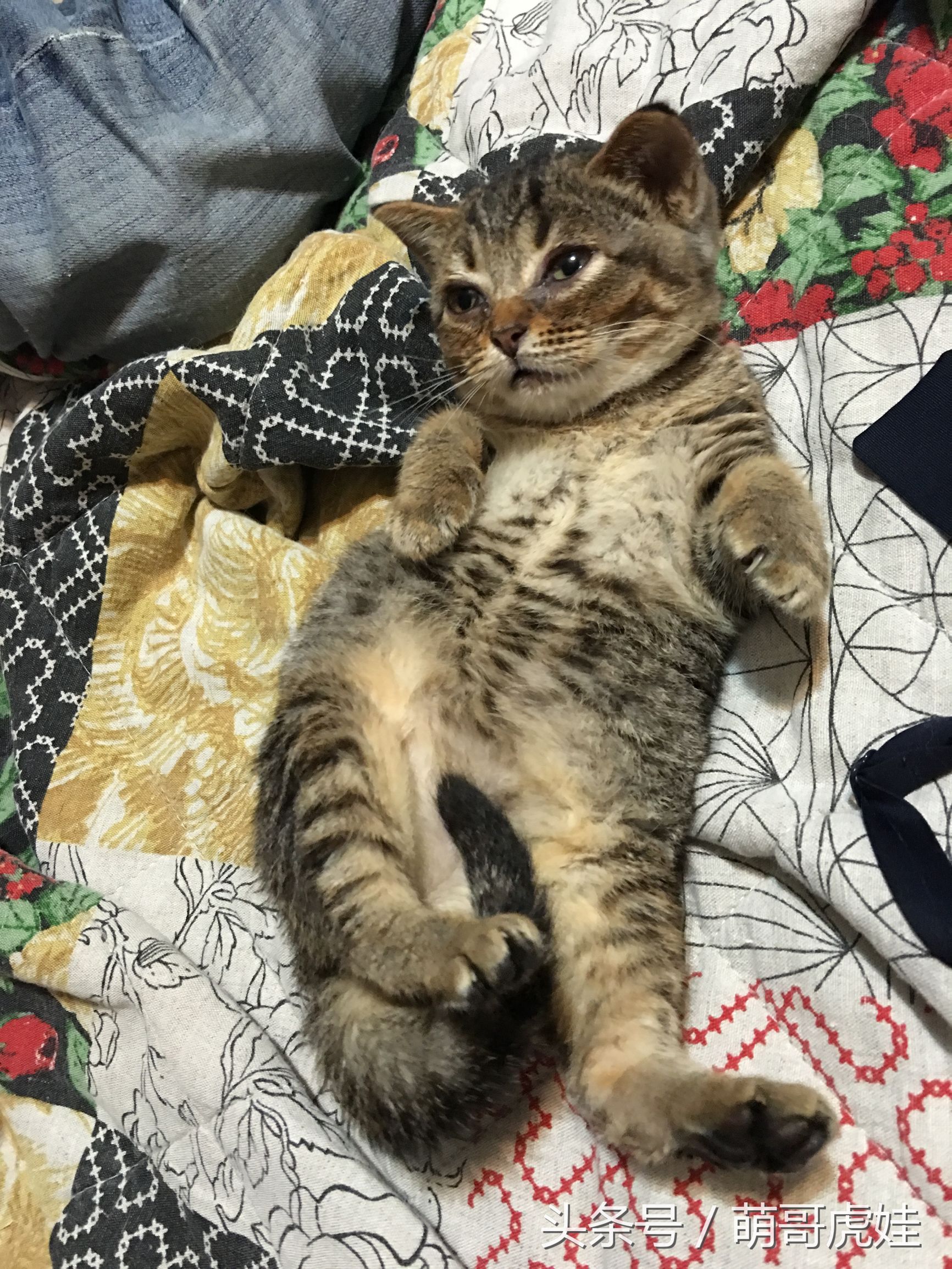 小猫胖胖的不爱动,小猫很胖但是脸却不圆