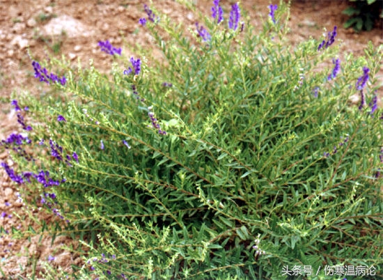 山东济南的道地中药,山东大黄中药材供应