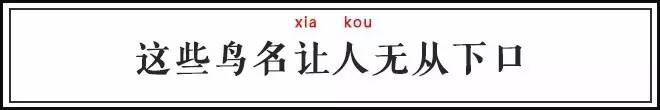 中国古代怪鸟,古代有什么奇特的鸟