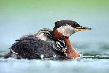 中国古代怪鸟,古代有什么奇特的鸟