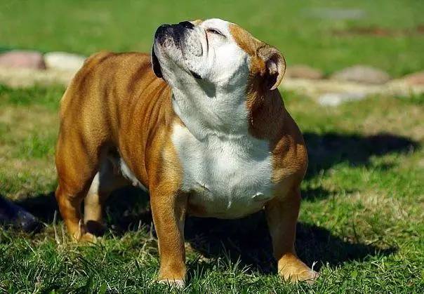 英国斗牛犬的饲养方法,英国斗牛犬的特点和性格特征