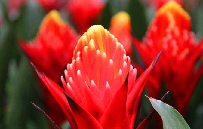 正确养鸿运当头的方法,鸿运当头凤梨花怎么养