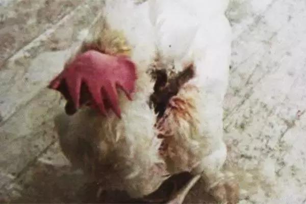 鸡啄癖治疗药,鸡啄癖是怎么回事