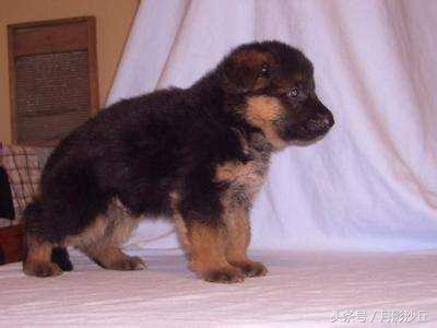 德牧幼犬饲养方法视频,弓背长毛德牧怎么饲养