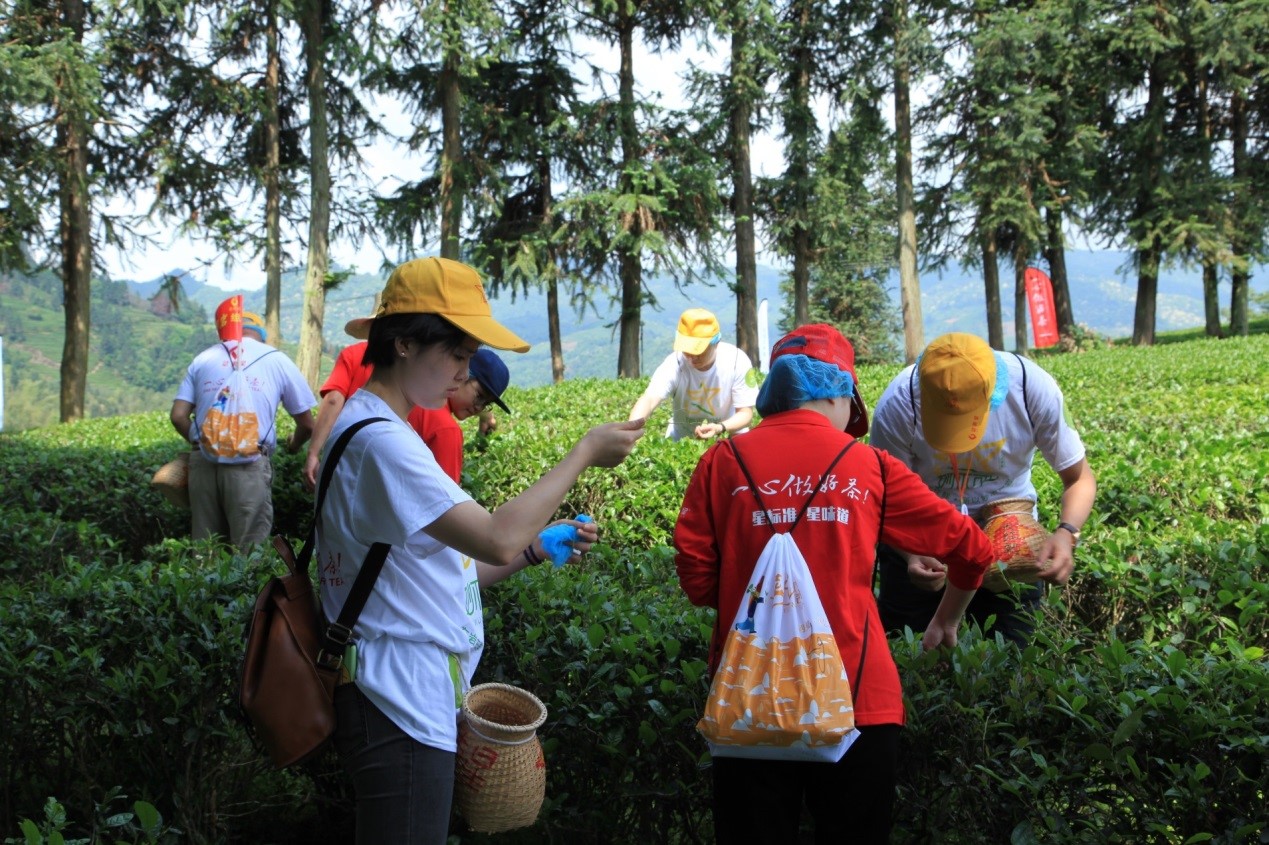 武夷星茶洞肉桂201品鉴,武夷山春茶