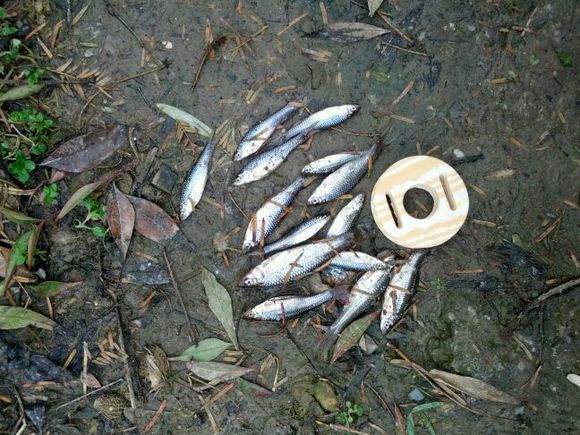 钓鱼小杂鱼多怎么处理,钓鱼时小杂鱼多闹窝怎么办