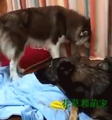 阿拉斯加犬非要给狼狗唱歌，狼狗一龇牙阿拉瞬间就老实了