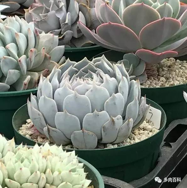 多肉植物变黄怎么办,多肉植物变绿怎么办