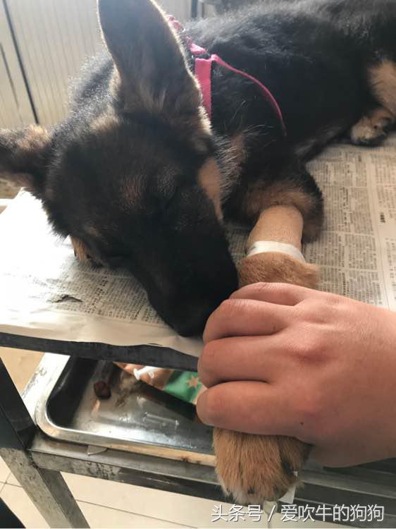 细小治愈过程,治疗细小的过程为什么那么痛苦