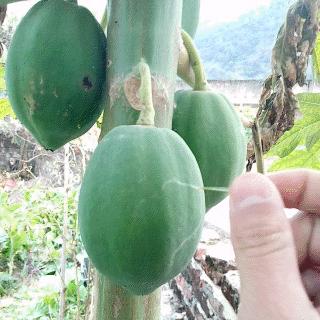 儿子等待父母回来过年,儿子还没几天就要回家探亲