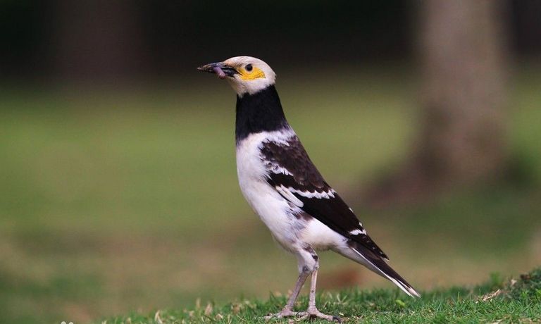 八哥学语的十个阶段,天下一场梦八哥跟主人说话
