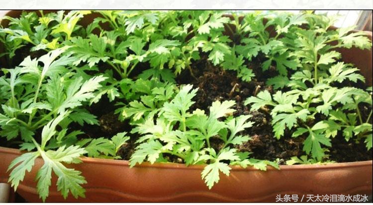 家里养上盆栽艾草，夏季没蚊虫咬，又美观又能养生，简直是赚到了