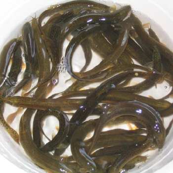 美味泥鳅豆腐汤治病祛湿两不误