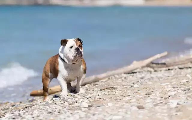 这6种情况不能洗澡,有这五个状况说明狗狗不健康