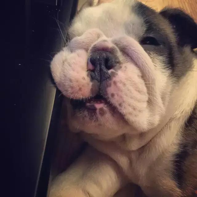 这6种情况不能洗澡,有这五个状况说明狗狗不健康