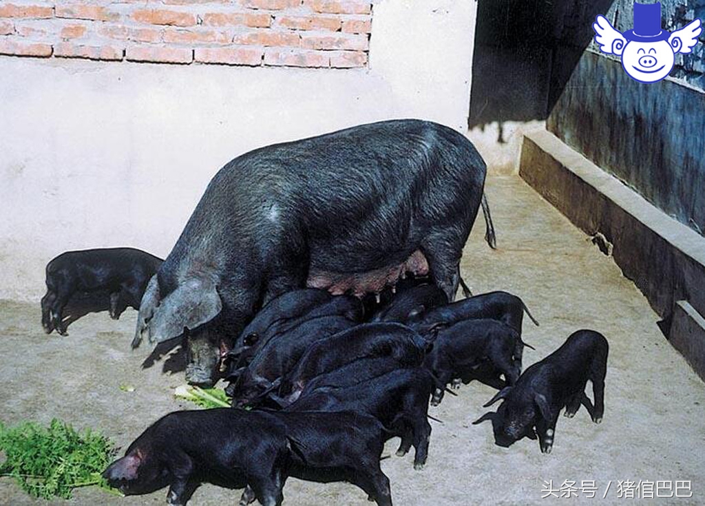 猪病用药大全及治疗方法,16种常见猪病治疗