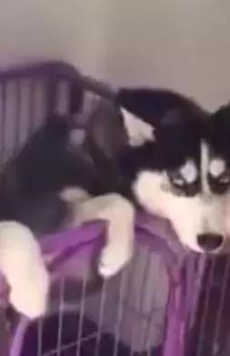 主人回家萨摩耶跑过来,萨摩耶与哈士奇争宠