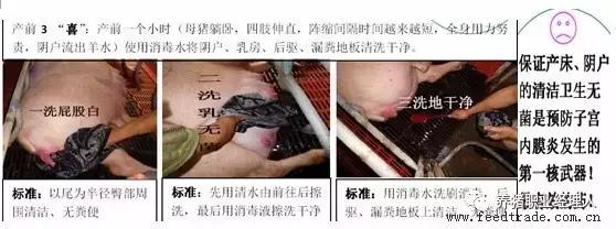 母猪临产应关注哪些事,什么是母猪分娩时的饲养管理