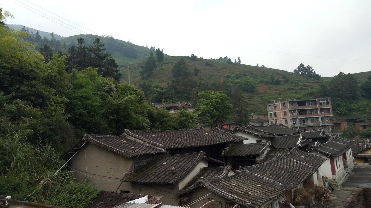 如何正确分辨真假铁观音,别再说买不到正宗的铁观音了