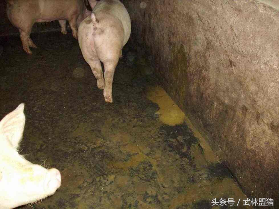 养猪病害,养猪怎样避免猪有传染病