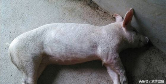 养猪病害,养猪怎样避免猪有传染病