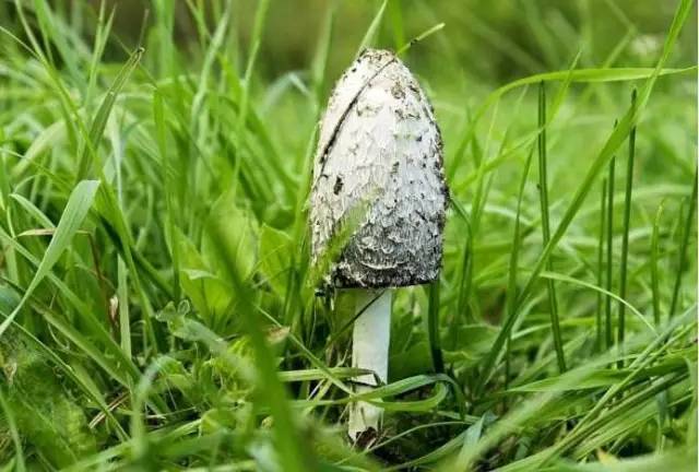 去野外采蘑菇意外发现巨毒蘑菇,采蘑菇发现毒蘑菇