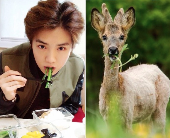 鹿晗最像男人的照片,鹿晗很像尹正