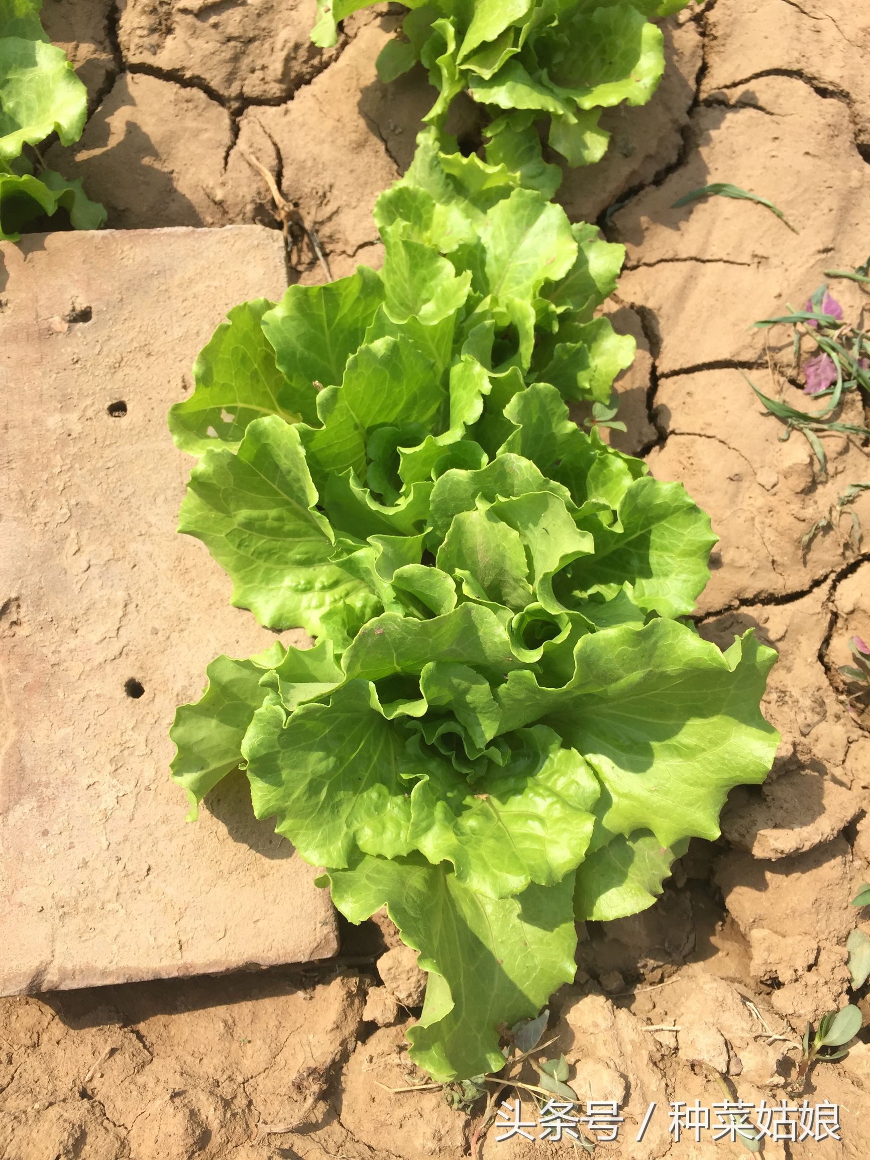 种菜有虫子怎么消灭,种菜有蚜虫怎么办